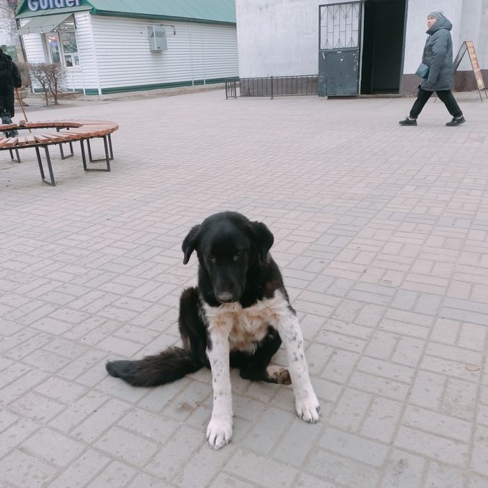 Пристраивается в добрые руки собака