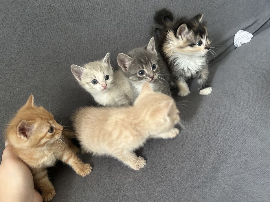 Отдам котят в добрые руки
