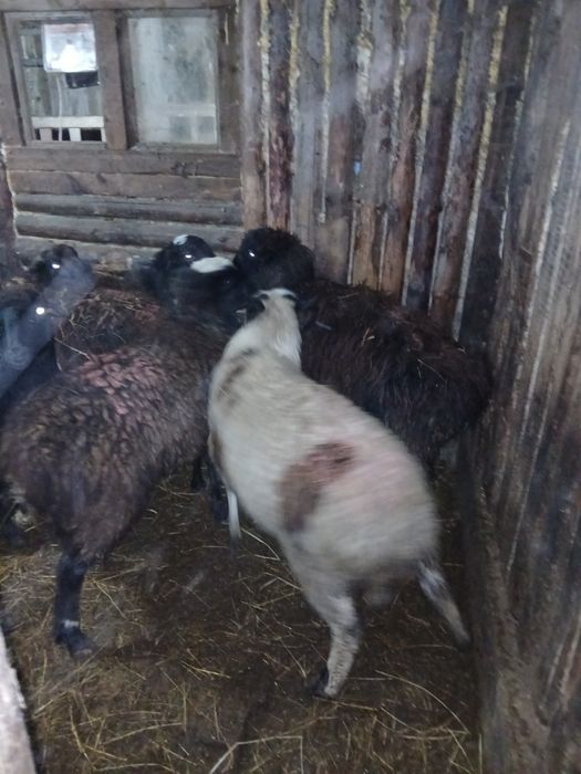 Бараны овцы откормленные