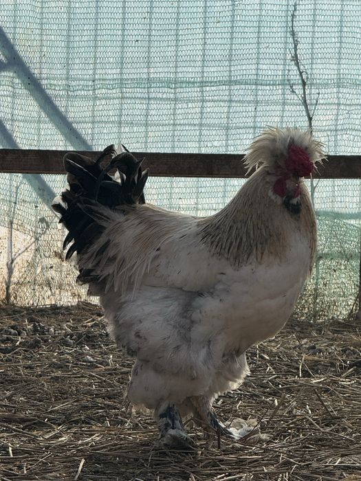 Cocos motat, barbos si pintenat