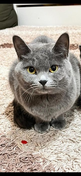 кошка продается шотланская