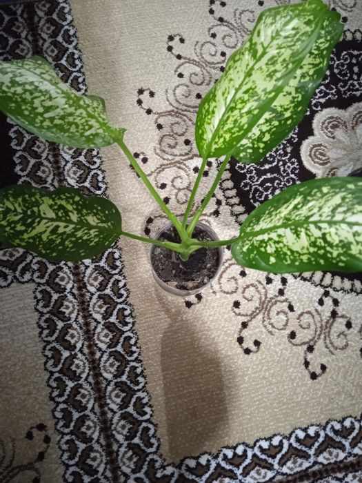 Цветы цветы цветы цена 500тенге