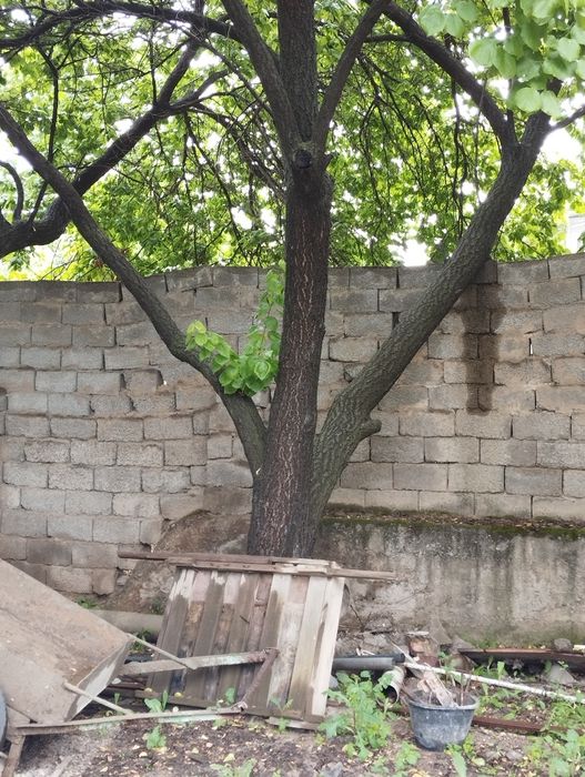 3 та Урик дарахт кимга керак булса кесиб олсин донасини нархи