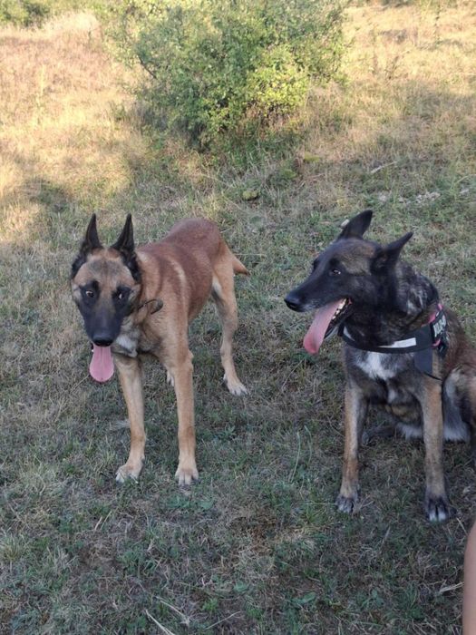 Белгийска овчарка Малиноа