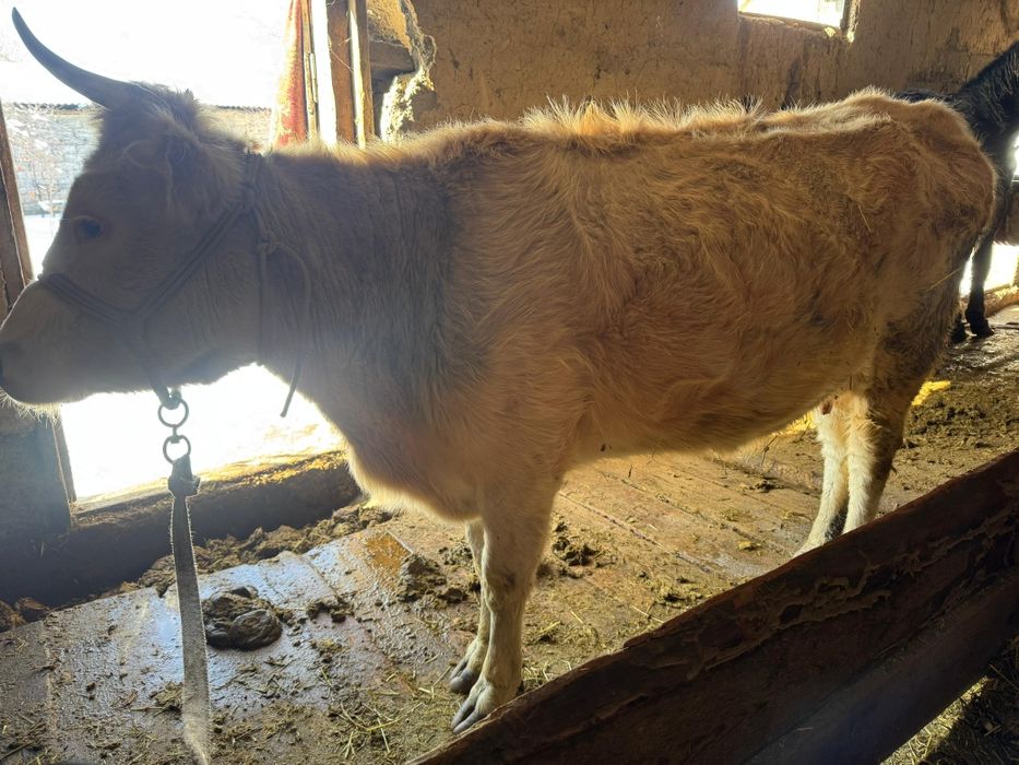 Продам корову 650 000тг