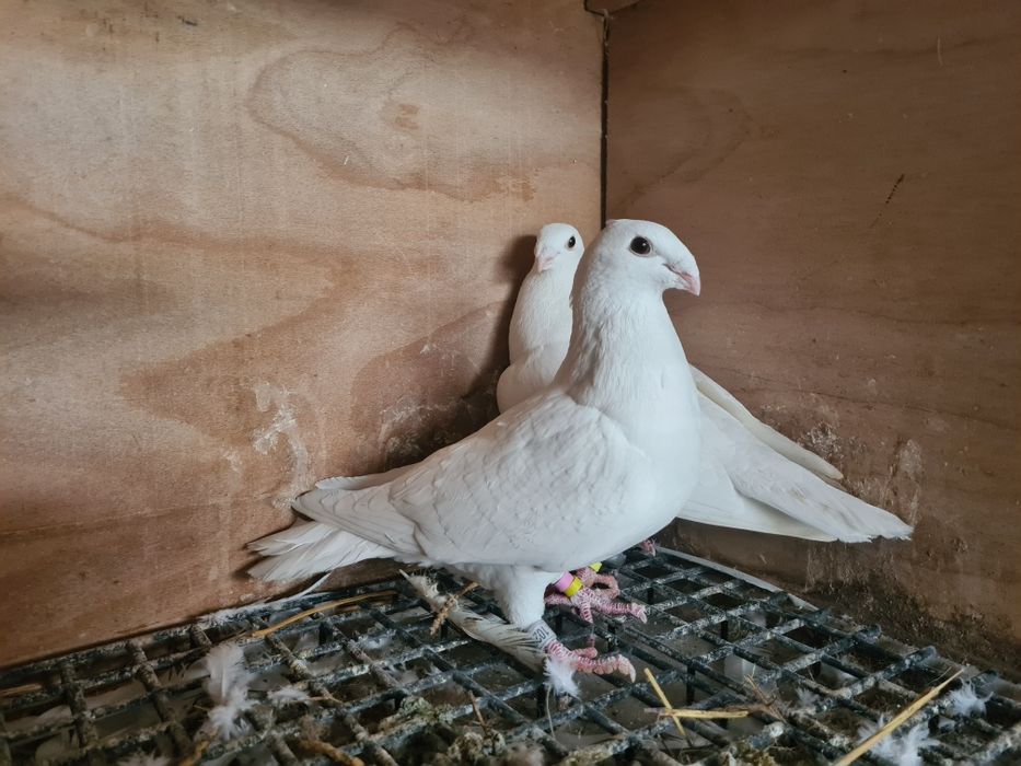 Pereche porumbei voiajori Albi 2025