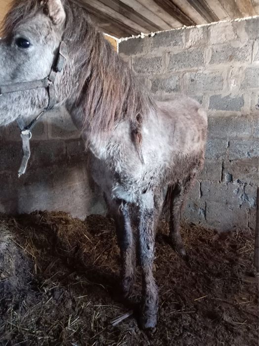 Байтал откормммм