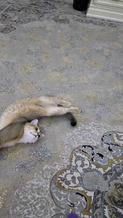 Зоттор ва соглом мушукча