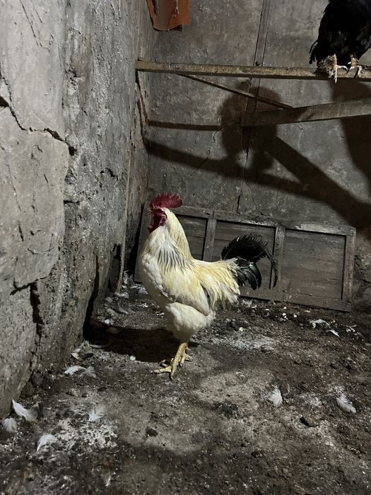 Әтештер / Петух