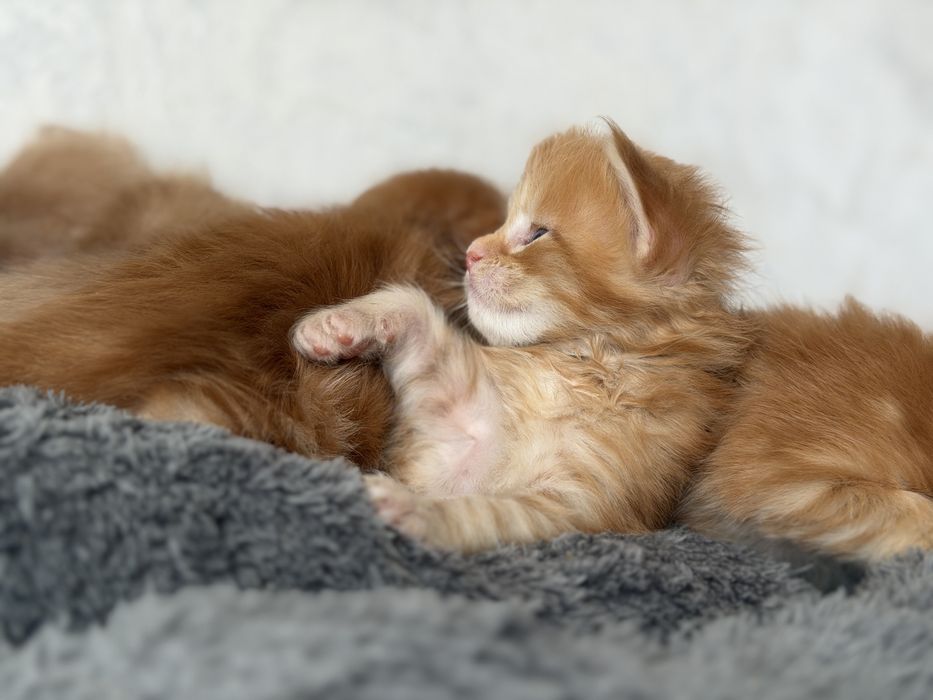 Котята Мейн кун бронь