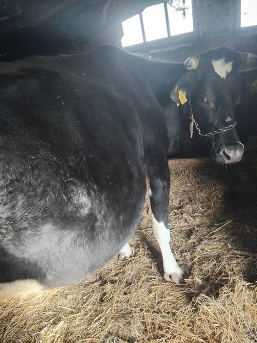 Vaca gestantă de vanzare