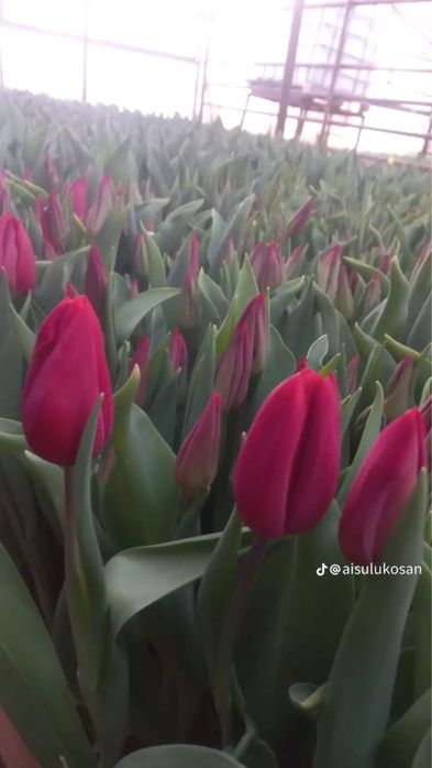Тюльпаны оптом и оптом