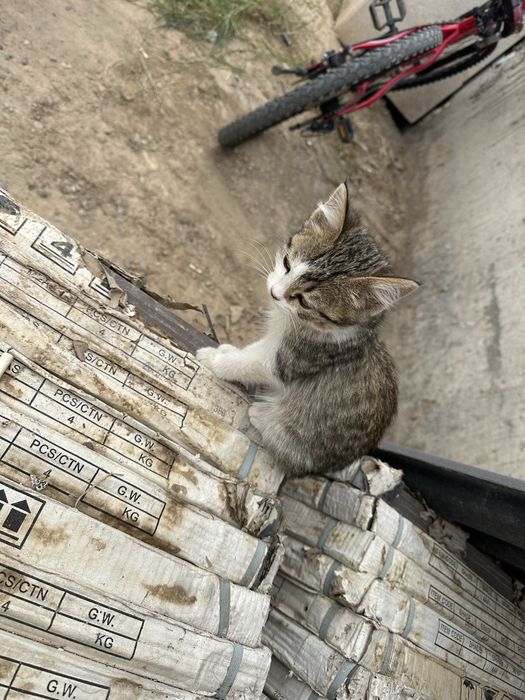 Котята. Марғау тегін