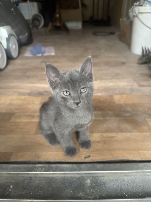 Котята 2 месяца.