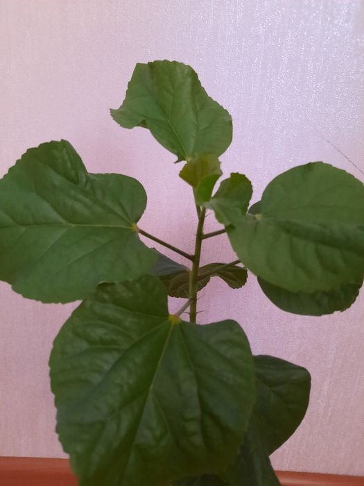 Продам Гибискус Магнифик