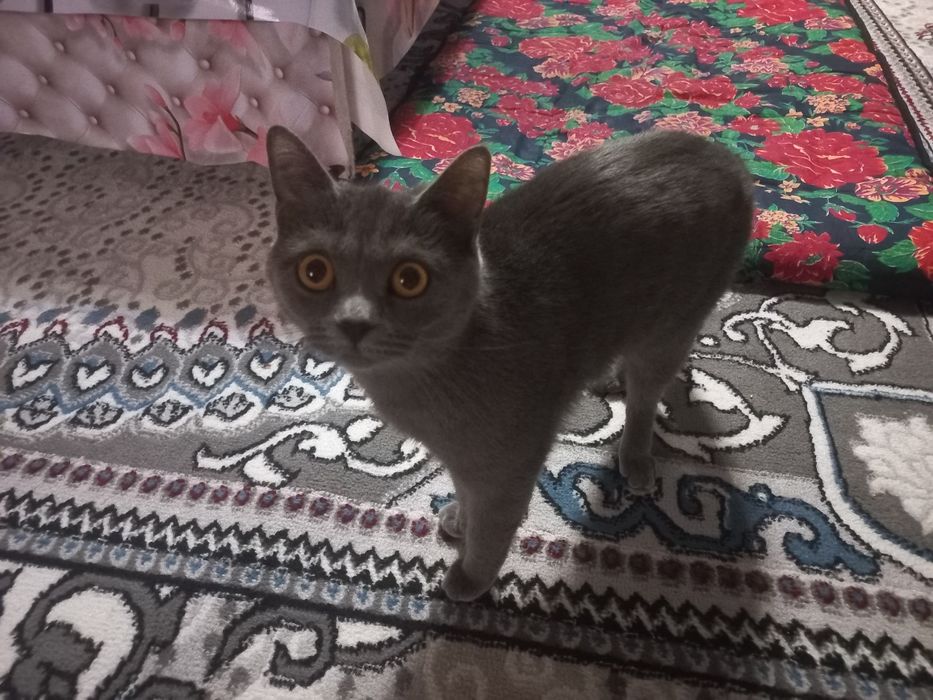 Продаётся британская кошка