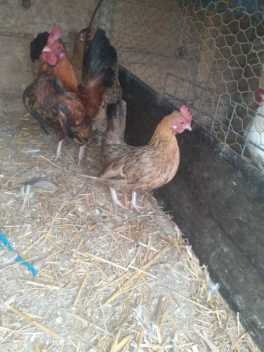 Gaini pitice si rațe de vanzare