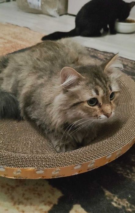 Пушистый зеленоглазый котик ищет дом