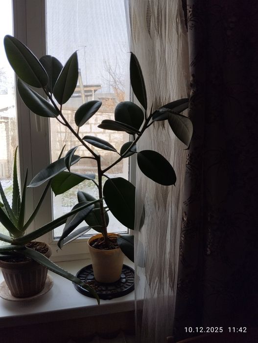 Продам цветы фикусы