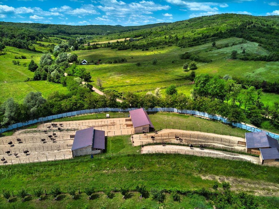 Pui de struț negru african
