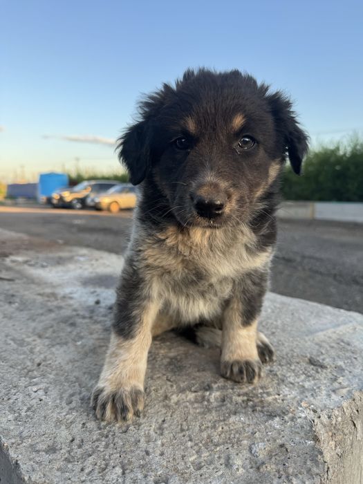 Щенки дворняшки бесплатно