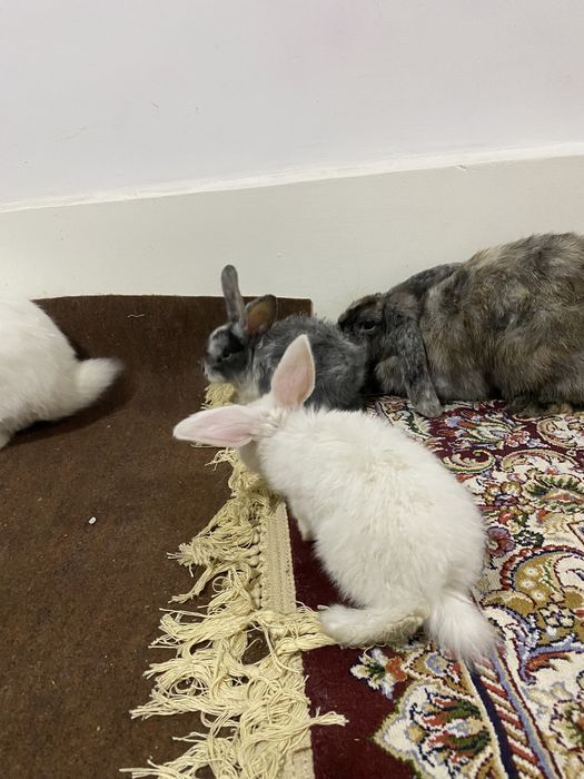 Quyon sotiladi er xotin 2 ta bolasi bn .