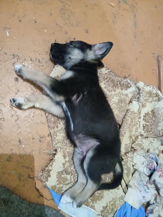 срочно отдам щенка,мальчик