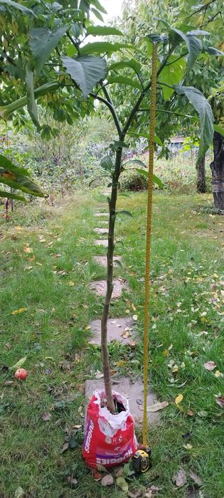 Plante, brugmansia, Trompera