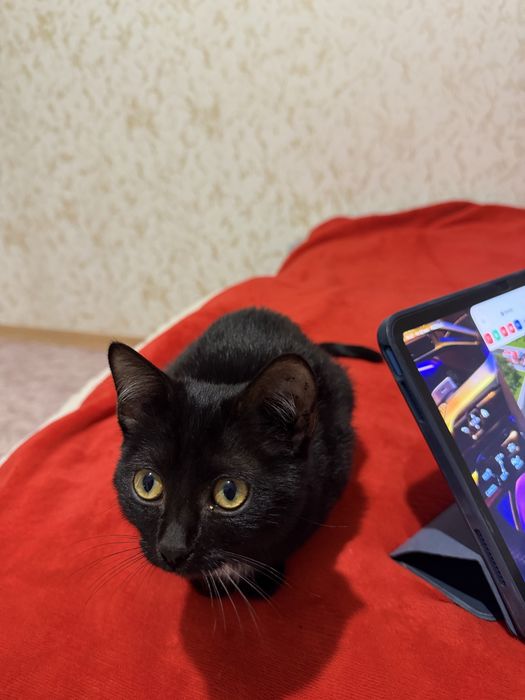 Котенок маленький