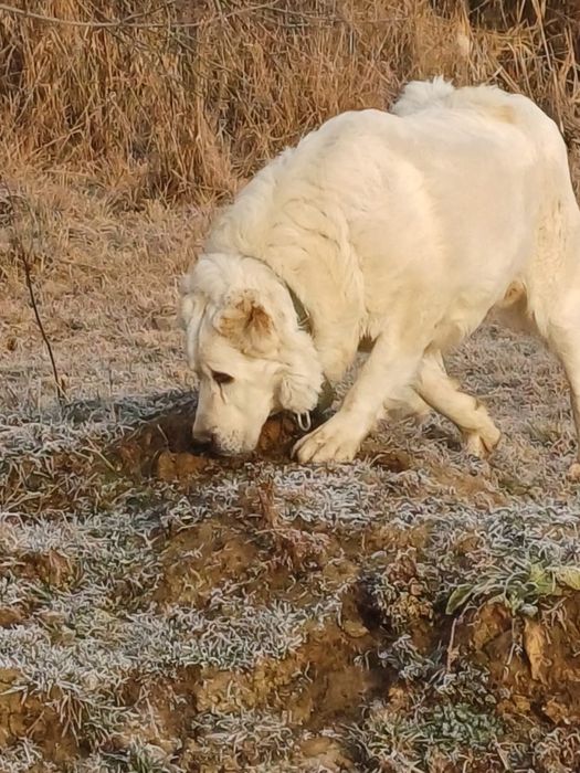 Собаки продается