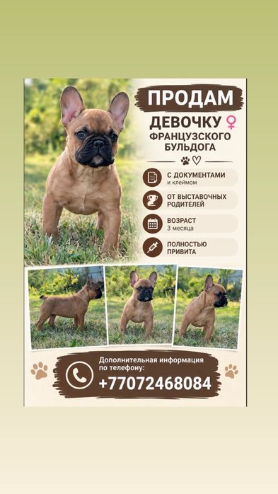 Продам щенка французского бульдога Девочка