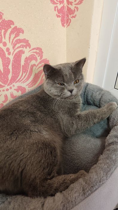 Erkak mushuk sotiladi