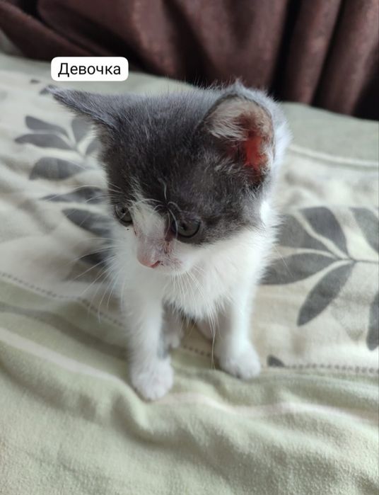 котята в добрые руки