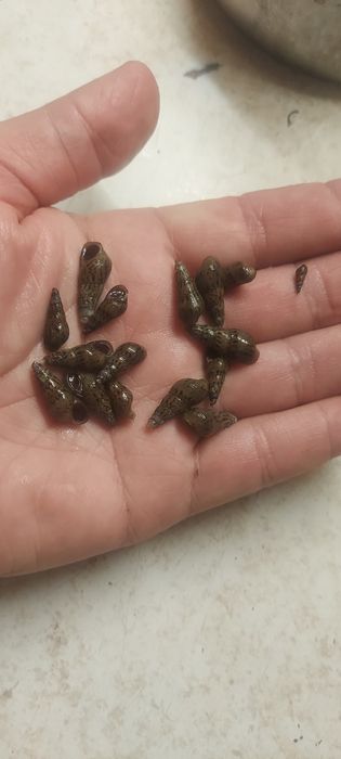 Рыбки аквариумные