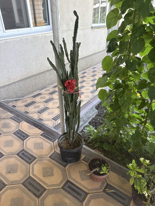 Цветы в домашних условиях