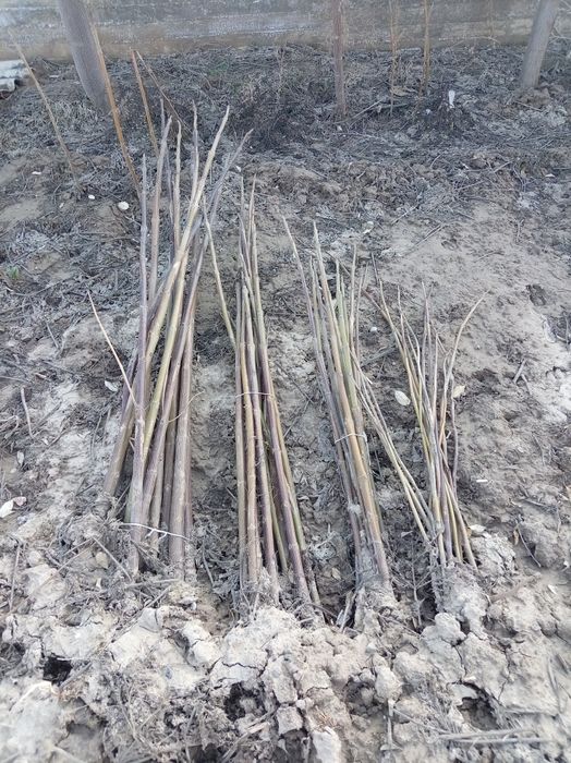 Павловния кошеттеры бар