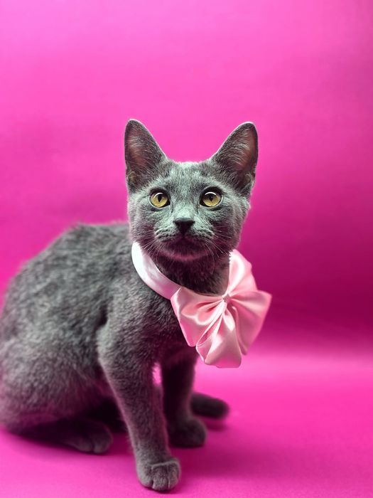 Котёнок породы Русская голубая