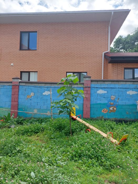 саженцы Павловнии