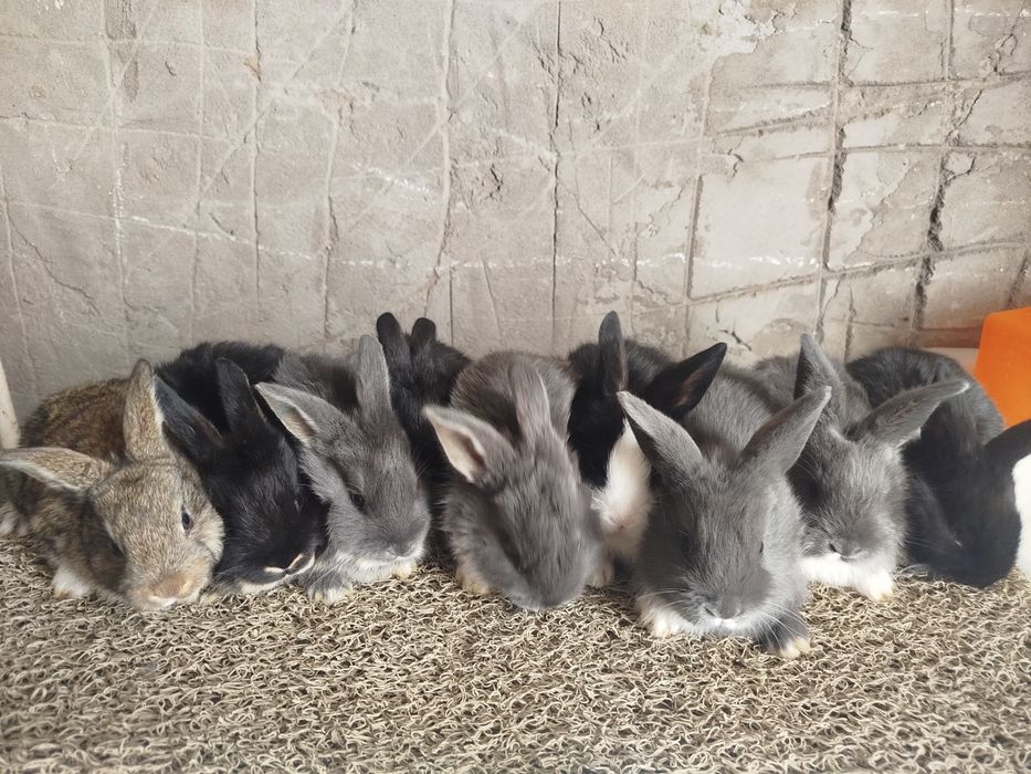 Quyon sotilad srocni pul zarl