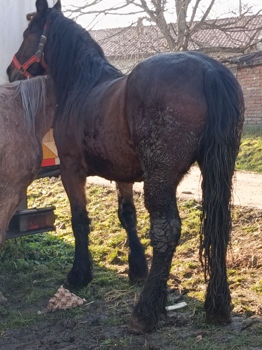 Cal castrat de 5 ani  1,70 înălțime . iapă de 4ani  ,,1.65 înălțime