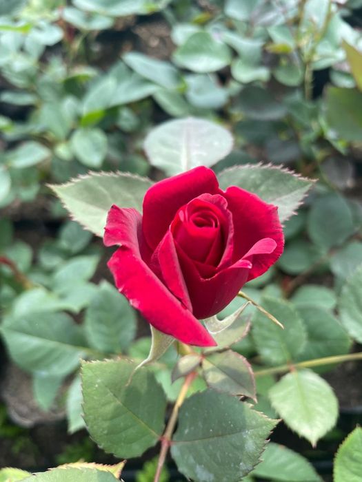 Роза  көшеттер  .