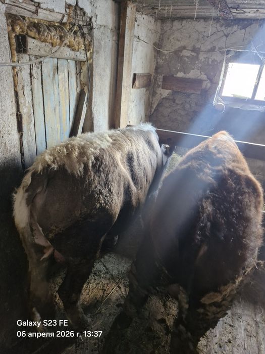 Продам быков      .
