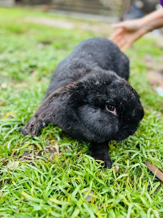 Suntem o fetiță si un baietel Berbec German Suntem frumoși și sănătoși