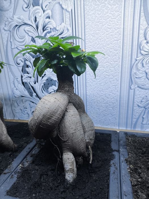 Продам бонсай микрокарпа