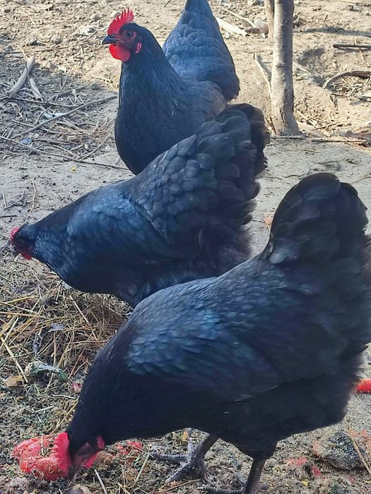Ouă găini Australorp