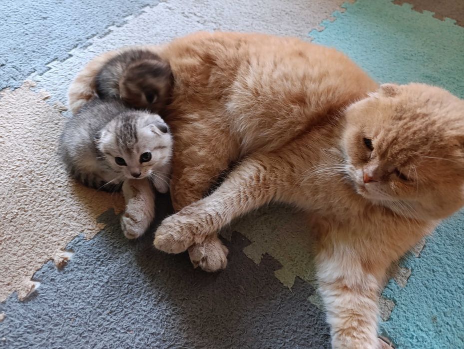 Продаются котята