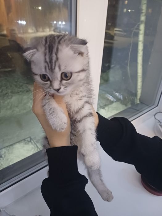 Котята скоттиш фолд