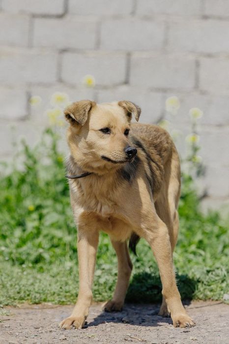 Ветта ищет новый дом!