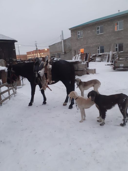 Казаская Тазы  скоросная