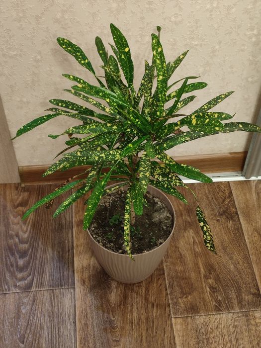 Кротон большой продам